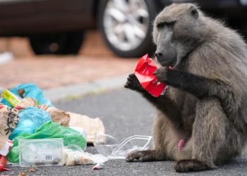 Kebun Binatang Jerman Bunuh 12 Babun Karena Kekurangan Kandang