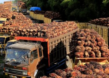 Penyebab Laba Emiten Sawit Terbang 82,6 Persen