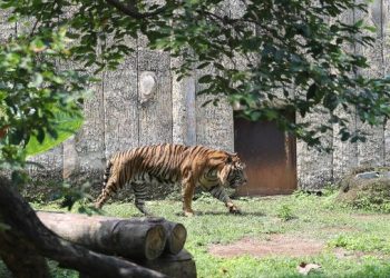 Serangan Harimau Mengusik Warga Jakarta, 800 Pemburu Siap Ambil Tindakan
