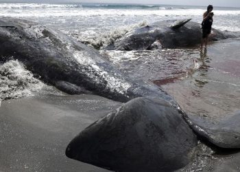 Pantai Jepang Dikelilingi Paus Setelah Gempa Dahsyat Guncang Rusia