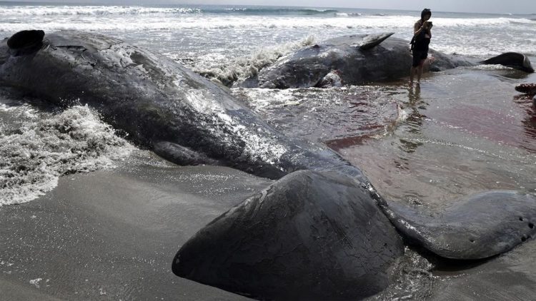 Pantai Jepang Dikelilingi Paus Setelah Gempa Dahsyat Guncang Rusia