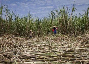 Gula Tak Terserap Puluhan Ribu Ton, Petani Tebu Jatim Ancam Mogok
