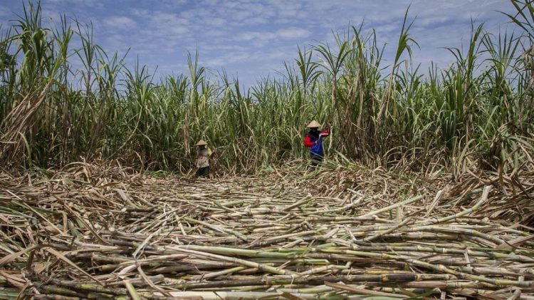 Gula Tak Terserap Puluhan Ribu Ton, Petani Tebu Jatim Ancam Mogok