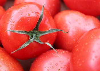 Apa Dampak Konsumsi Tomat Setiap Hari? Berikut Faktanya