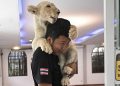 Memelihara Singa di Thailand Menyebabkan Keresahan Publik