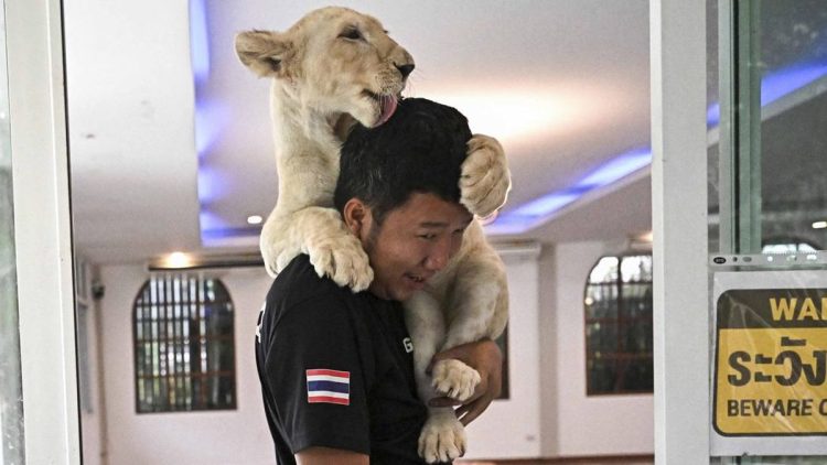 Memelihara Singa di Thailand Menyebabkan Keresahan Publik