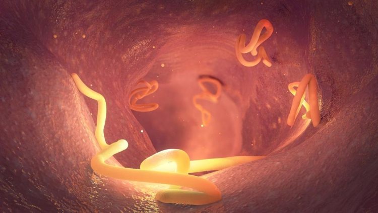 Kemenkes Klaim Penurunan Kasus Cacingan dan Peringatan Infeksi Berulang