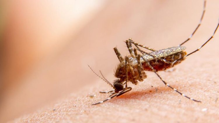 Kemenkes Ingatkan Waspada Chikungunya dengan Jabar Terkena Tinggi