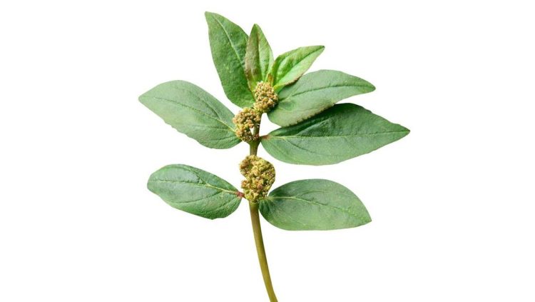 Manfaat Air Rebusan Daun Patikan Kebo yang Perlu Diketahui