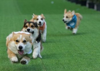 Anjing Corgi Lucu Beradu Cepat di Kompetisi Internasional
