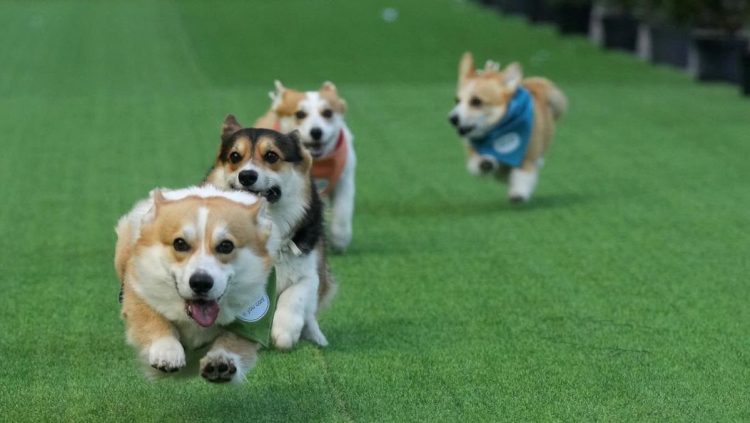 Anjing Corgi Lucu Beradu Cepat di Kompetisi Internasional
