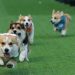 Anjing Corgi Lucu Beradu Cepat di Kompetisi Internasional