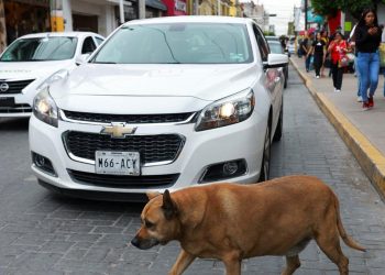 Anjing Liar di Trotoar Ini Populer dengan Rating Lima Bintang di Google Maps