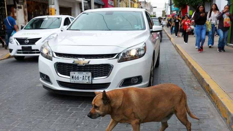Anjing Liar di Trotoar Ini Populer dengan Rating Lima Bintang di Google Maps