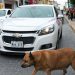 Anjing Liar di Trotoar Ini Populer dengan Rating Lima Bintang di Google Maps