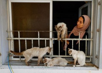 Wanita Gaza Peduli Kucing di Tengah Krisis Pangan