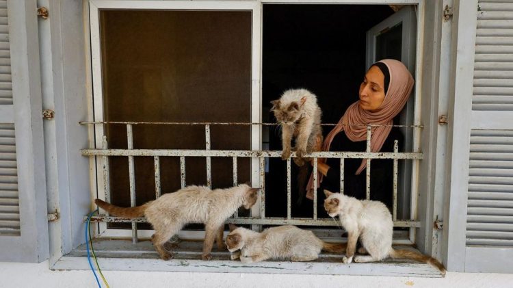 Wanita Gaza Peduli Kucing di Tengah Krisis Pangan