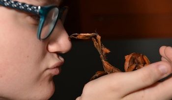 Penemuan Serangga Tongkat Raksasa Terberat di Australia oleh Peneliti