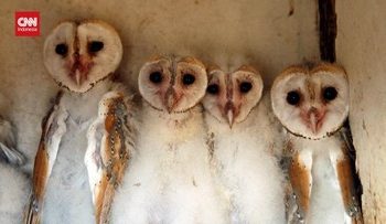 Ilmuwan Inggris Manfaatkan AI untuk Mendukung Konservasi Burung Hantu