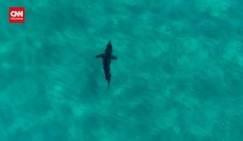 Hiu Memotong Papan Peselancar di Australia