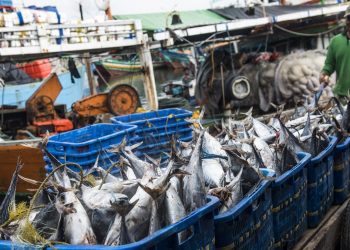 5 Ikan yang Aman untuk Dimakan Penderita Kolesterol dan Asam Urat