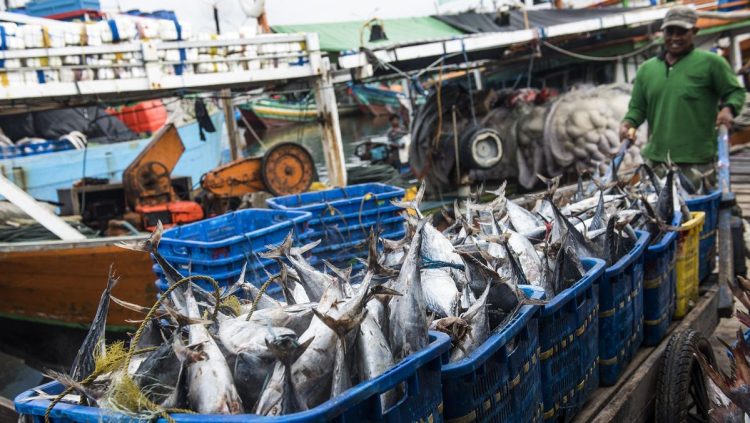 5 Ikan yang Aman untuk Dimakan Penderita Kolesterol dan Asam Urat