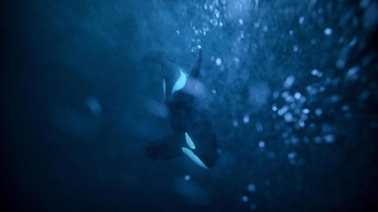 Kawanan Paus Pembunuh Tenggelamkan Dua Kapal di Portugal, Turis Panik