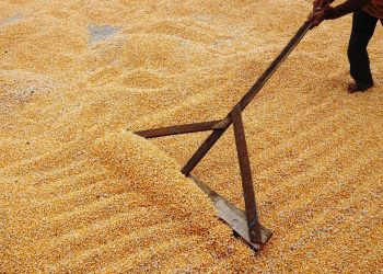 Gelontoran Jagung Rp5.500 per Kg oleh Bulog untuk Peternak