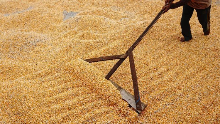 Gelontoran Jagung Rp5.500 per Kg oleh Bulog untuk Peternak