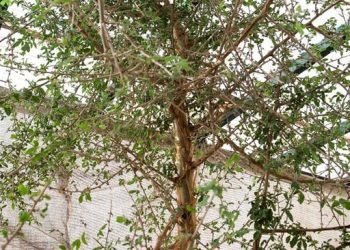 Ahli Hidupkan Pohon Alkitab dari Biji Usia Seribu Tahun yang Misterius