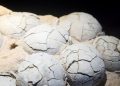 Fosil Telur Dinosaurus Berusia 86 Juta Tahun Ditemukan di Cina