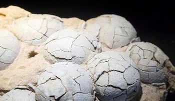 Fosil Telur Dinosaurus Berusia 86 Juta Tahun Ditemukan di Cina