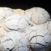 Fosil Telur Dinosaurus Berusia 86 Juta Tahun Ditemukan di Cina