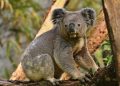 Koala Australia Terancam Klamidia, Pemerintah Siapkan Vaksin Penanggulangan