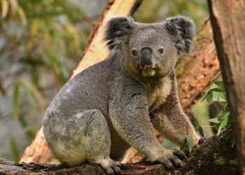 Koala Australia Terancam Klamidia, Pemerintah Siapkan Vaksin Penanggulangan