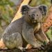 Koala Australia Terancam Klamidia, Pemerintah Siapkan Vaksin Penanggulangan