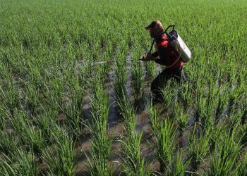 Prediksi BMKG Musim Hujan Maju, Petani Dapat Percepat Masa Tanam