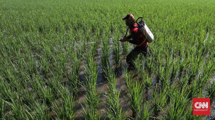 Prediksi BMKG Musim Hujan Maju, Petani Dapat Percepat Masa Tanam