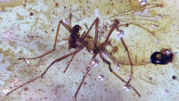 Amber Berisi Serangga Berusia 112 Juta Ditemukan di Amazon