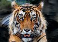 Teror Harimau di Jakarta, 800 Pemburu Ikut Menangani