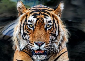 Teror Harimau di Jakarta, 800 Pemburu Ikut Menangani