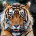 Teror Harimau di Jakarta, 800 Pemburu Ikut Menangani
