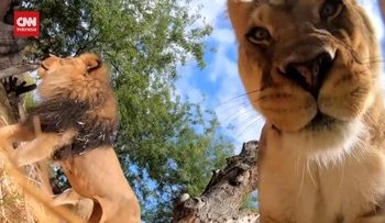 Momen Singa Bermain dengan Kamera, Terlihat Bagian Dalam Mulutnya