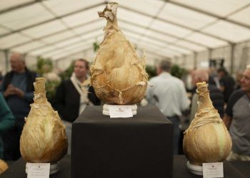 Tukang Kebun Tampilkan Sayuran Raksasa di Inggris