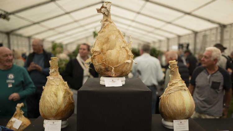 Tukang Kebun Tampilkan Sayuran Raksasa di Inggris