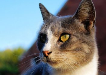 Pemilik Baru Sadar Kucing Peliharaan Ikut di Atap Mobil Setelah Nyetir 160 Km