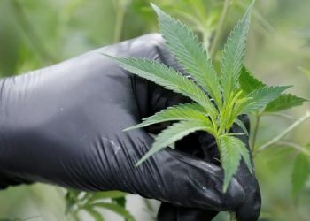 20 Kota dengan Konsumsi Ganja Tertinggi di Dunia