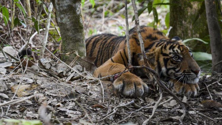 Harimau Sumatera Terjebak di Kantor Usai Mengejar Anjing di Agam