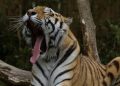 Lowongan Kerja Memberi Makan Harimau di Safari China Dengan Gaji Rp110 Juta
