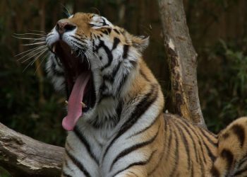 Lowongan Kerja Memberi Makan Harimau di Safari China Dengan Gaji Rp110 Juta